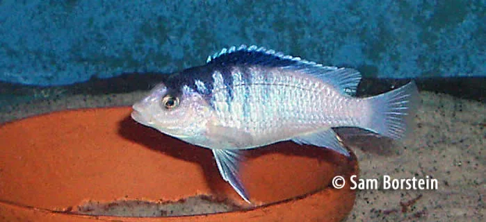 Labidochromis chisumulae