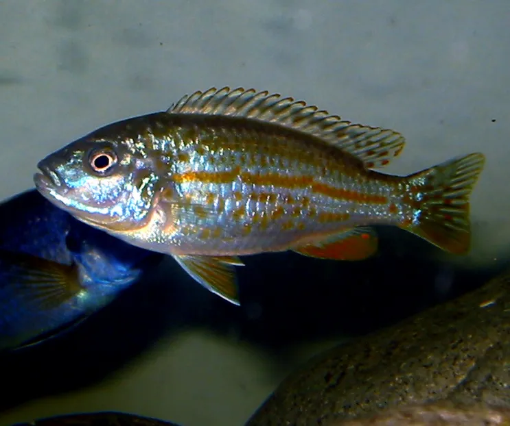 Pearl of Likoma (Labidochromis joanjohnsonae)