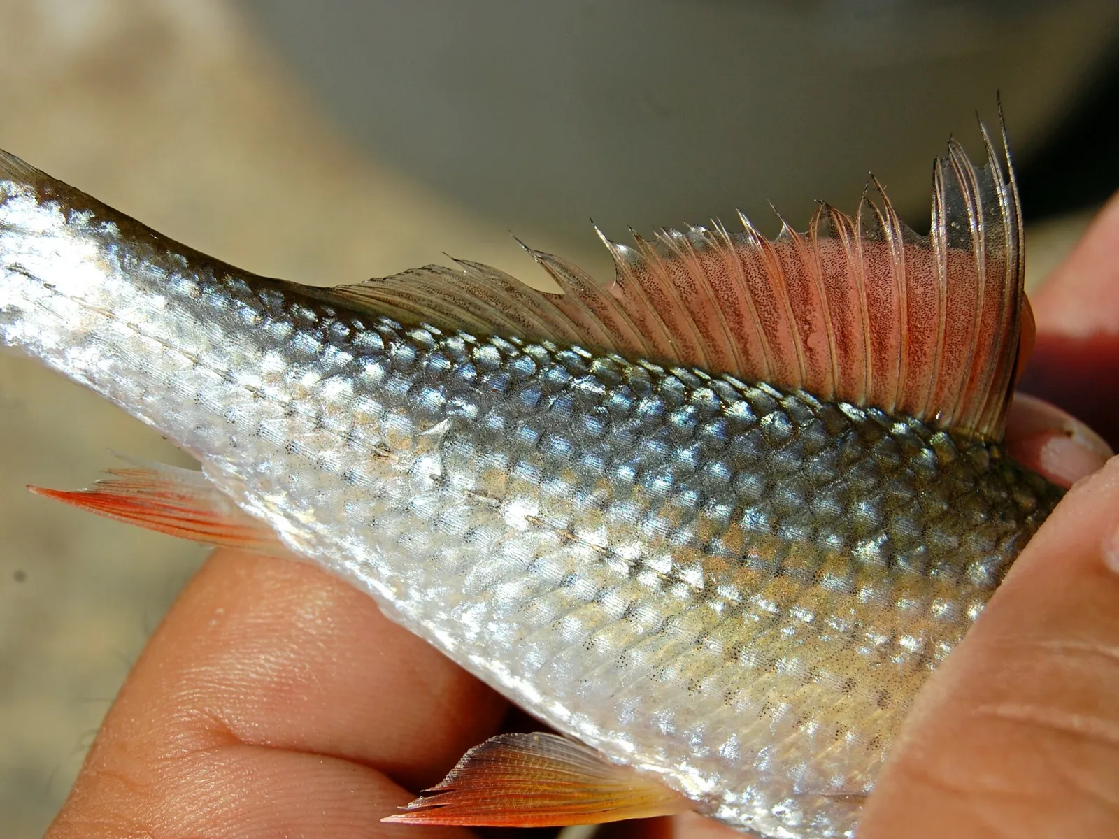 Thinlip sharkminnow barb (Labiobarbus leptocheilus)
