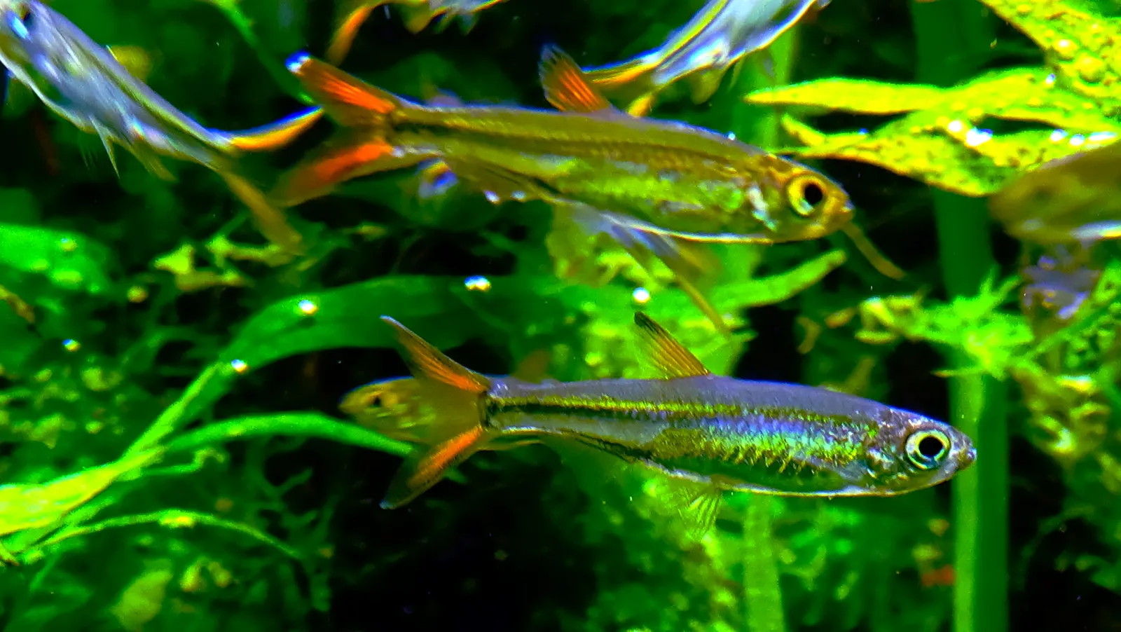 Jelly bean tetra (Ladigesia roloffi)