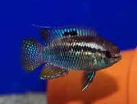 Laetacara curviceps Breeding Color Photo by Rick Borstein