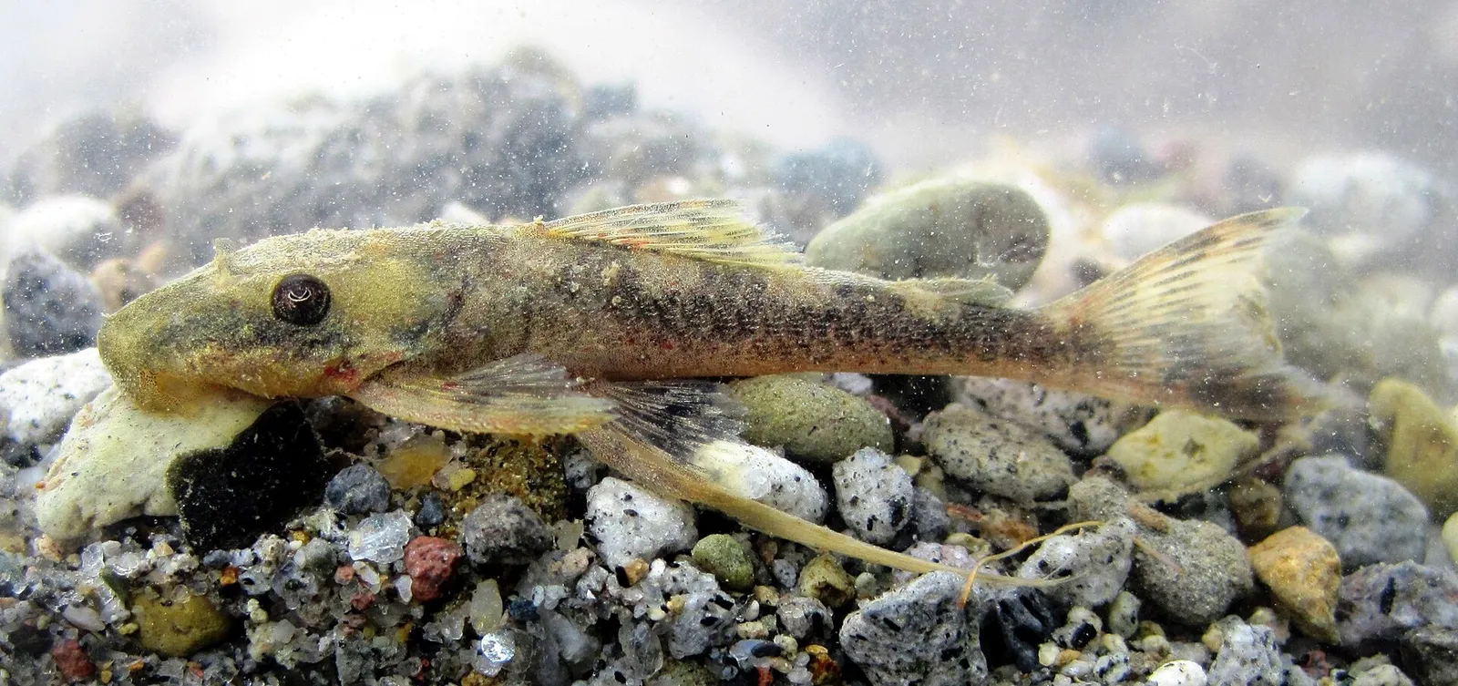 Cauca Whiskered Pleco (Lasiancistrus caucanus)