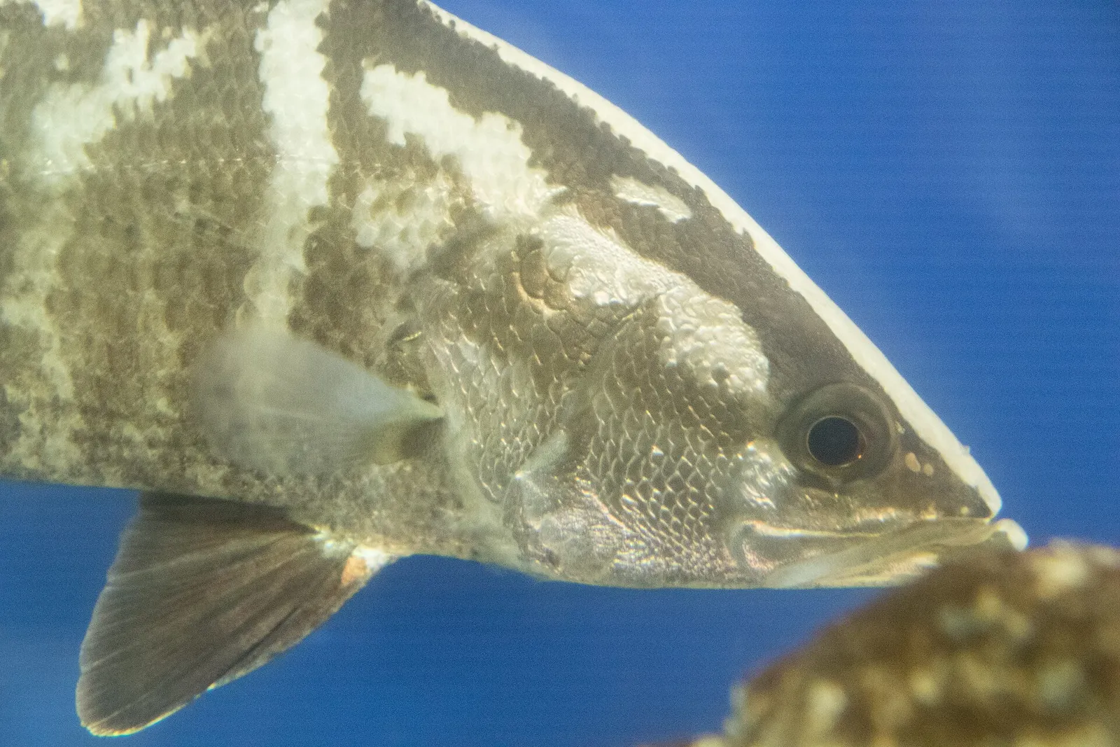 Japanese lates (Lates japonicus)