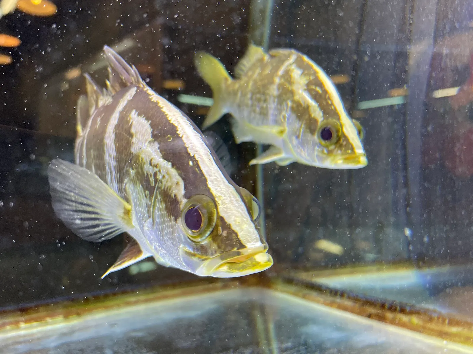 Japanese lates (Lates japonicus)