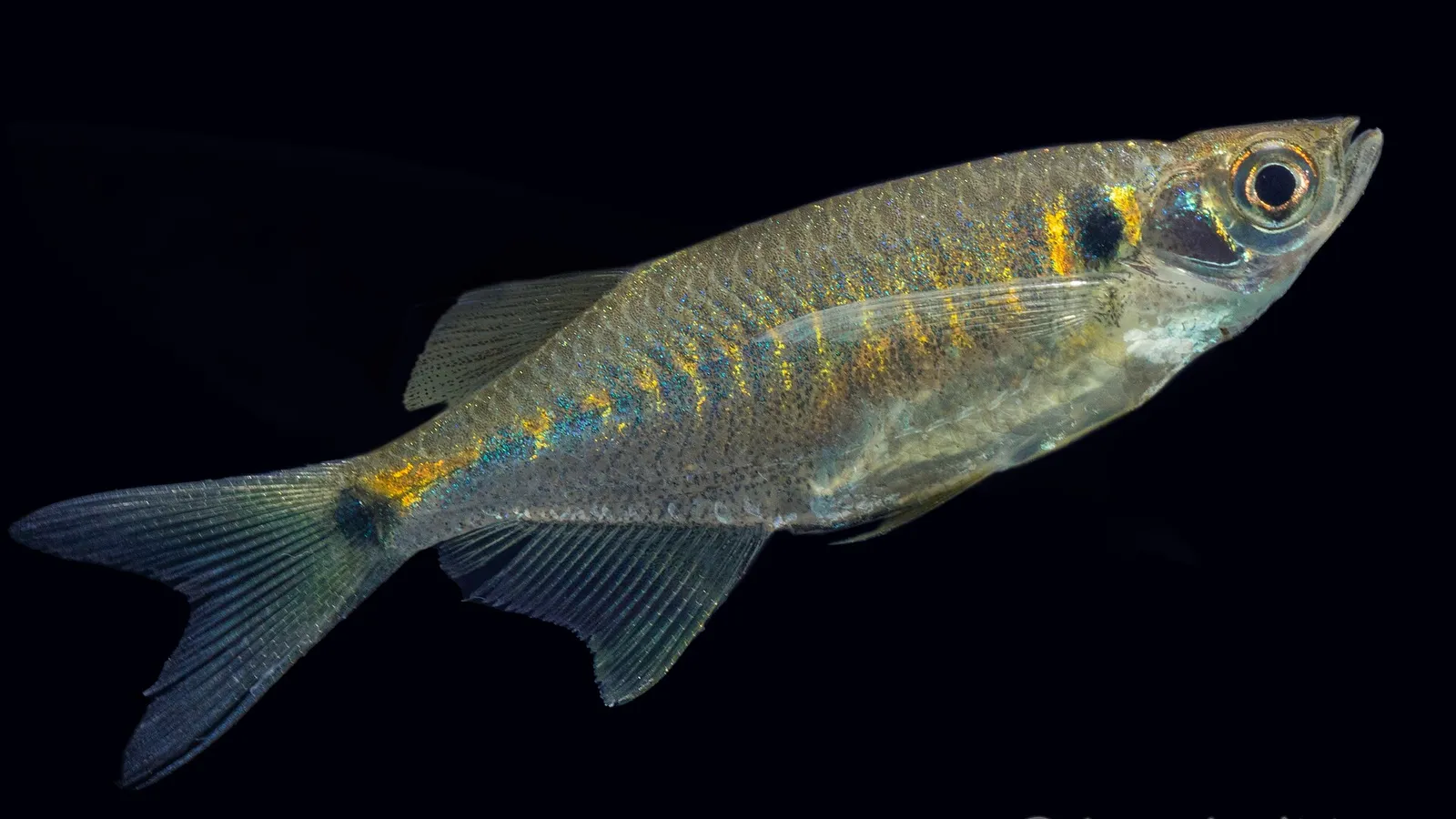Indian glass barb (Laubuka laubuca)