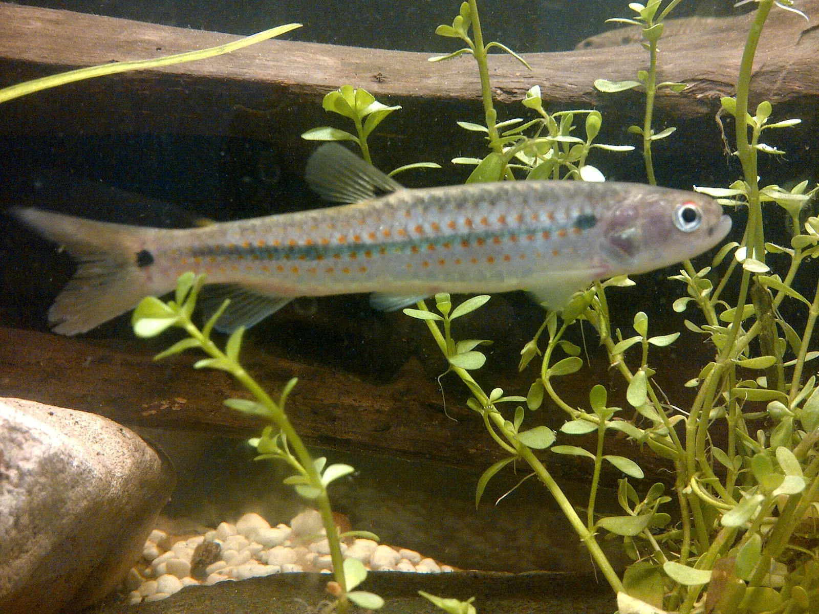 Lebiasina erythrinoides