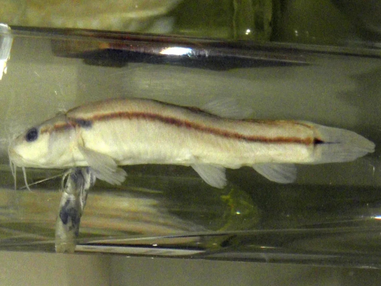 Rice loach (Lefua costata)