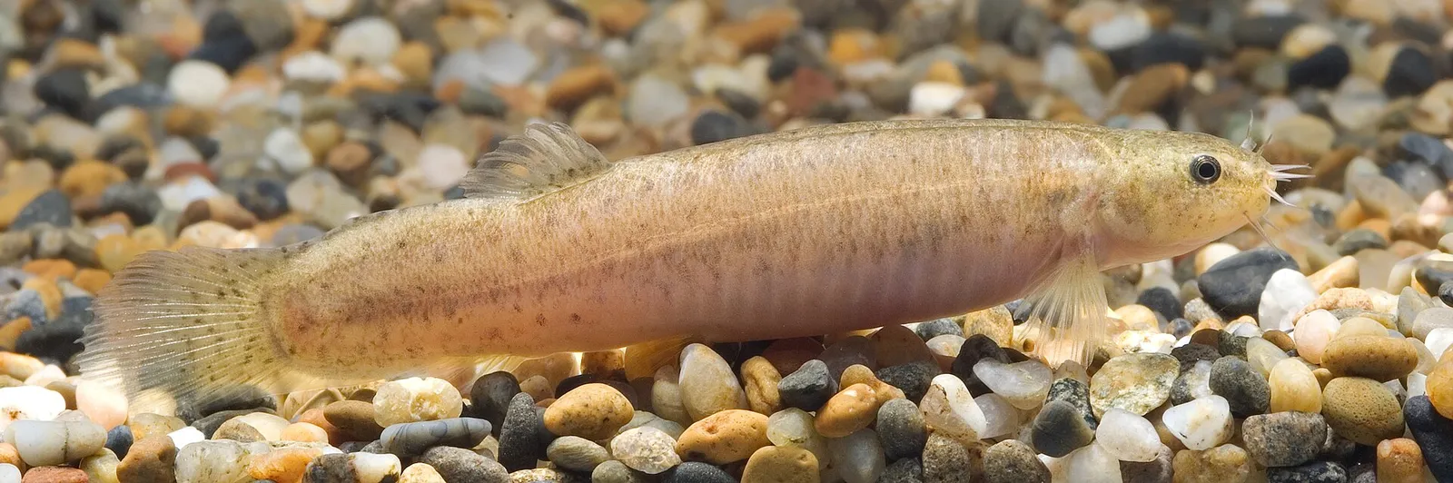 Hotoke loach (Lefua echigonia)