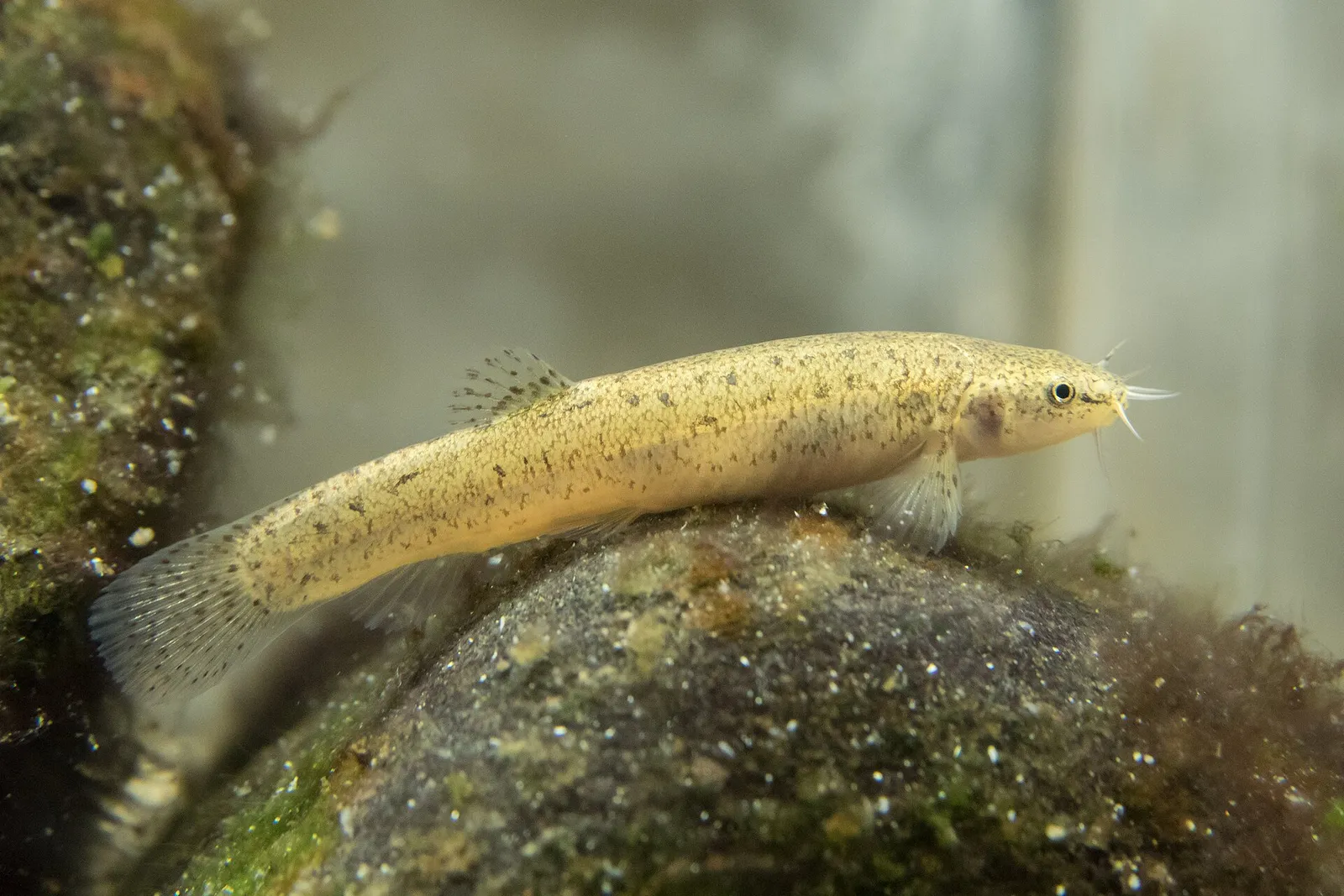 Hotoke loach (Lefua echigonia)