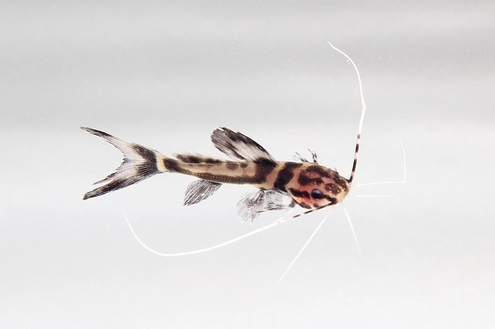 Marbled shovelnose catfish (Leiarius marmoratus)