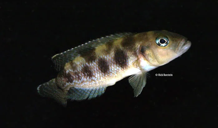 Lepidiolamprologus hecquii