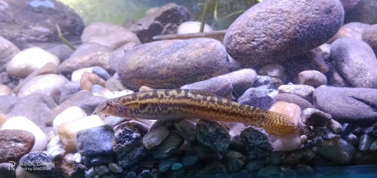 Guntea loach (Lepidocephalichthys guntea)