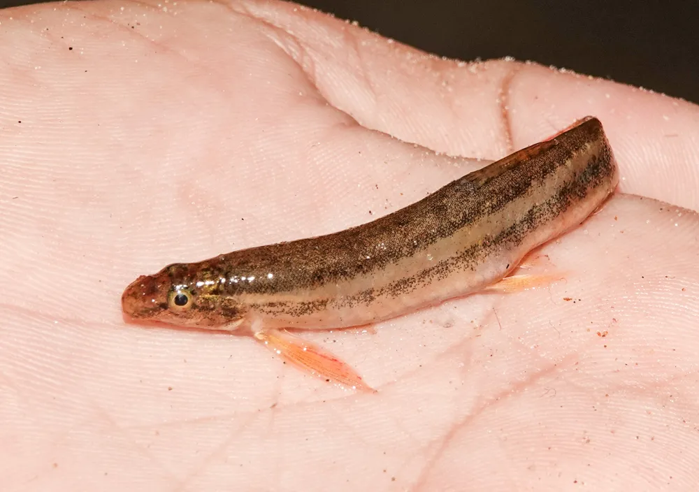 Guntea loach (Lepidocephalichthys guntea)