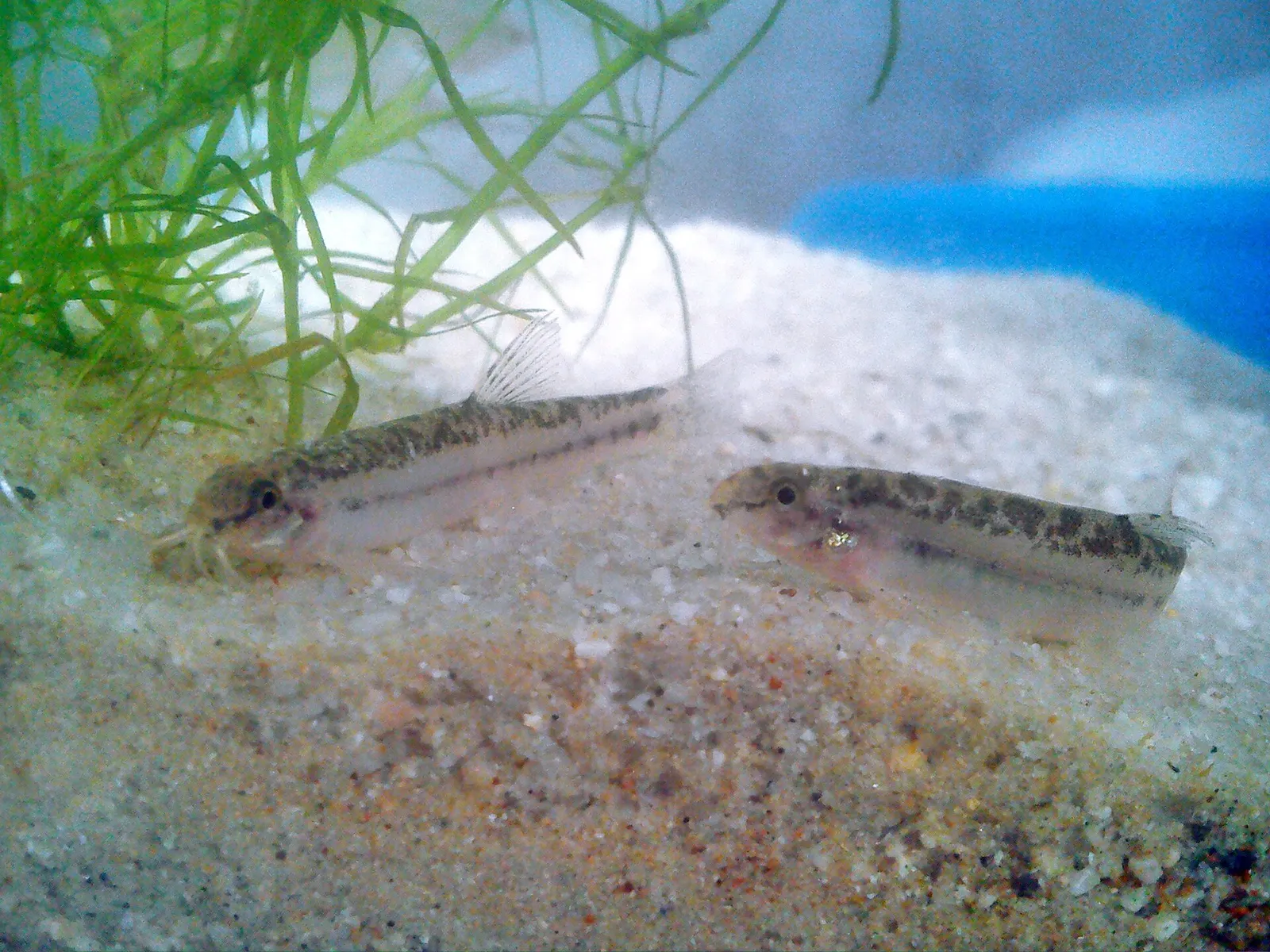 Hasselt's loach (Lepidocephalichthys hasselti)