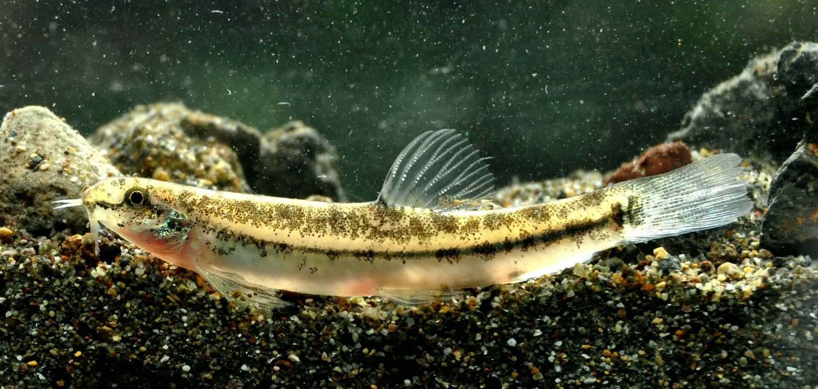 Hasselt's loach (Lepidocephalichthys hasselti)