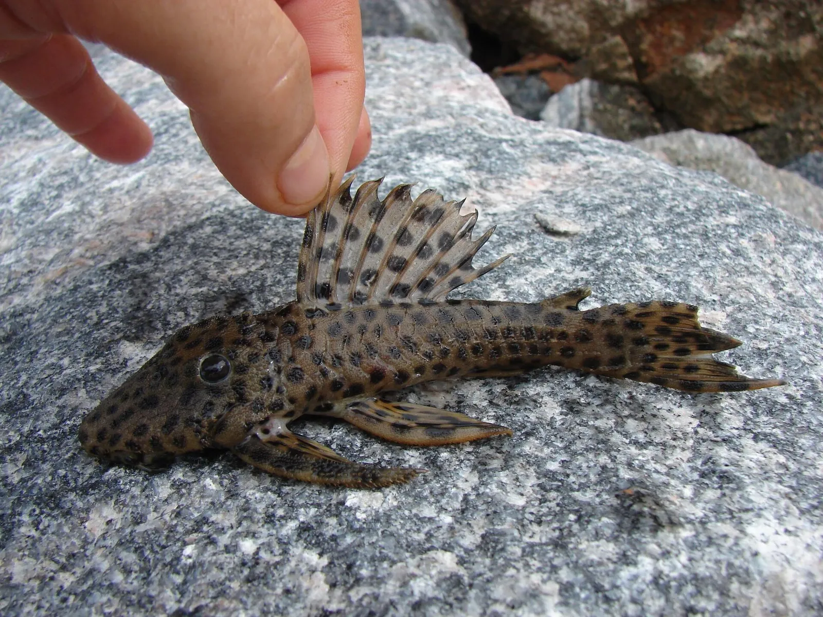 Golden Vampire Pleco (Leporacanthicus heterodon)