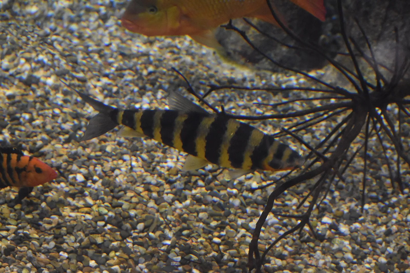 Banded leporinus (Leporinus fasciatus)