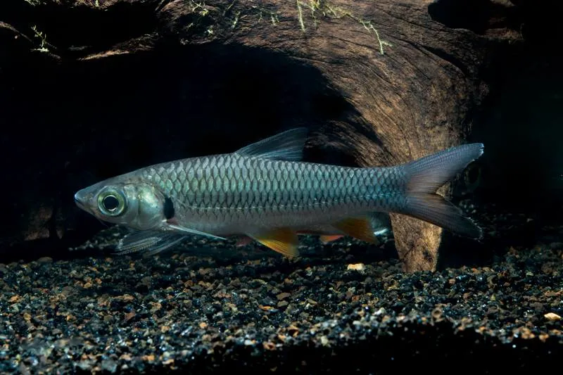 Hoven's carp (Leptobarbus hoevenii)