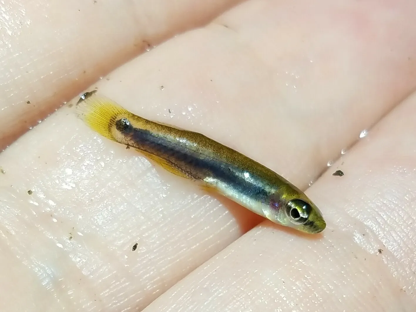 Pygmy killifish (Leptolucania ommata)