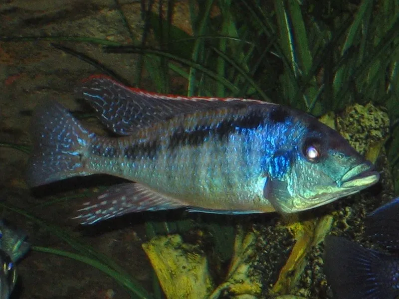Malawi gar (Lichnochromis acuticeps)