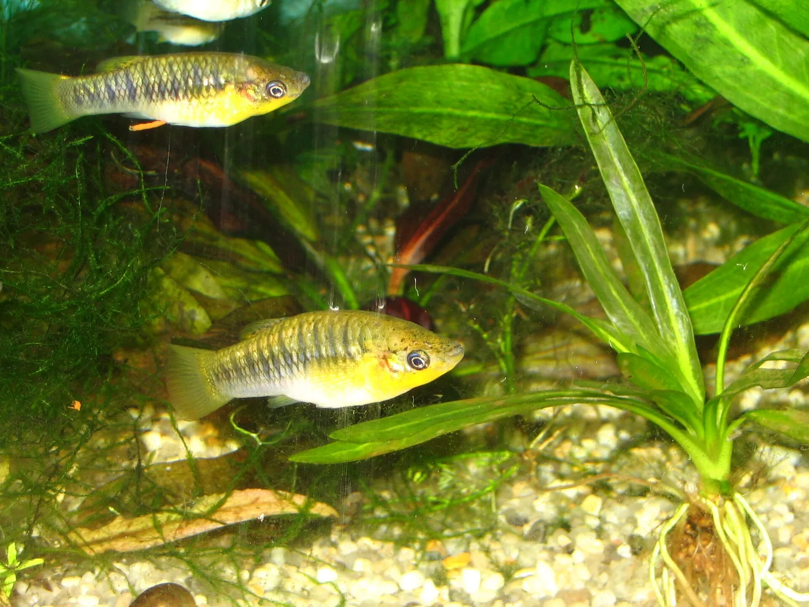 Blackbarred limia (Limia nigrofasciata)
