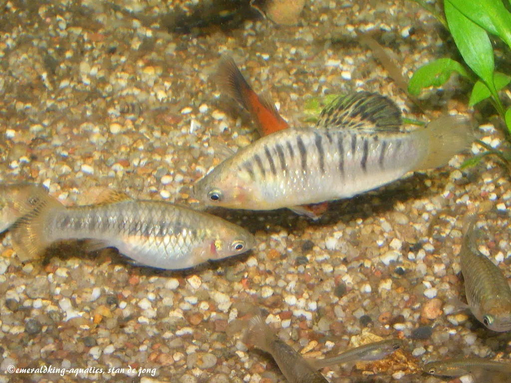 Blackbarred limia (Limia nigrofasciata)