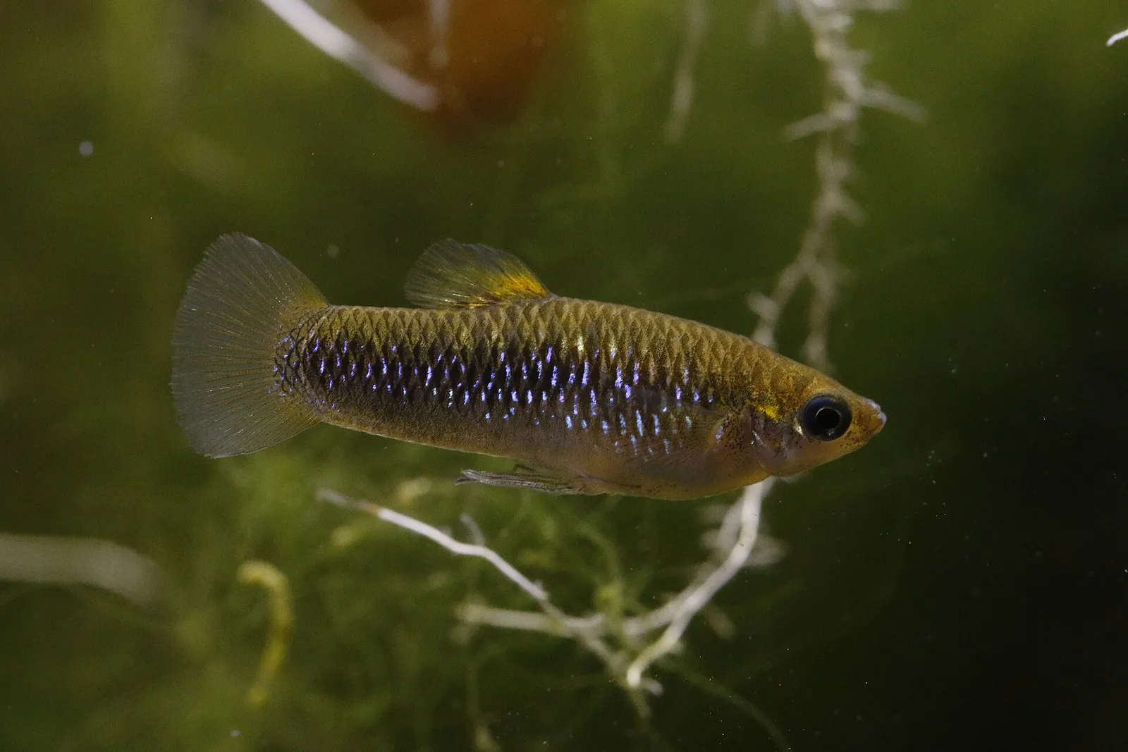 Sulfur limia (Limia sulphurophila)