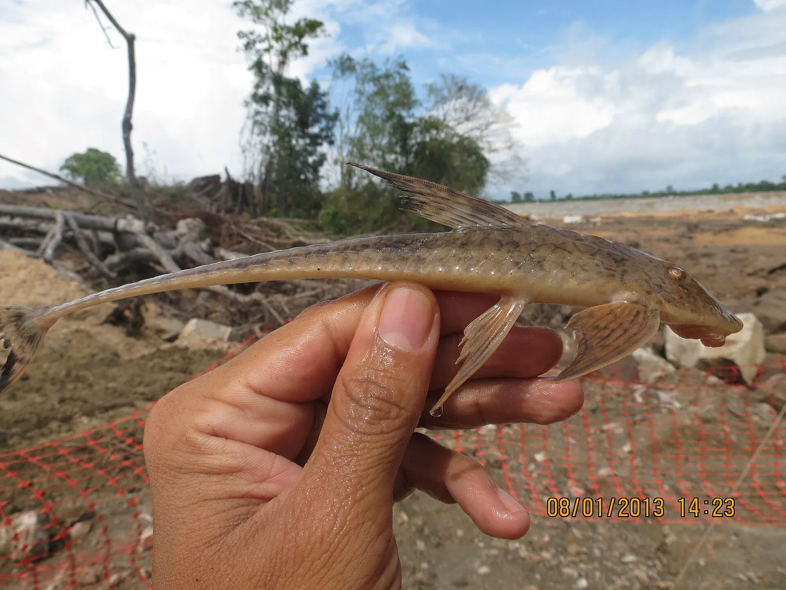Birindelli's Whiptail (Loricaria birindellii)
