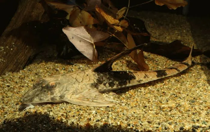 Marbled Whiptail (Loricaria simillima)