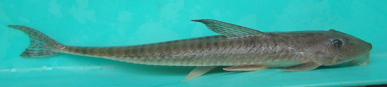 Long-lipped Whiptail Catfish (Loricariichthys anus)