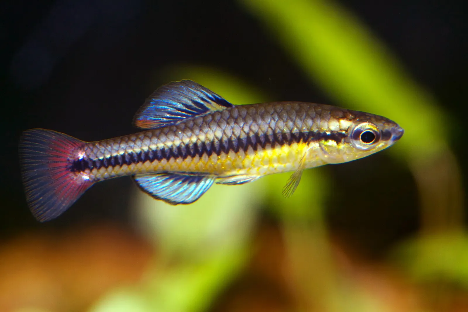Bluefin killifish (Lucania goodei)
