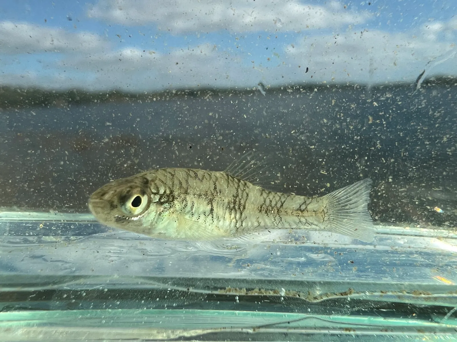 Rainwater killifish (Lucania parva)