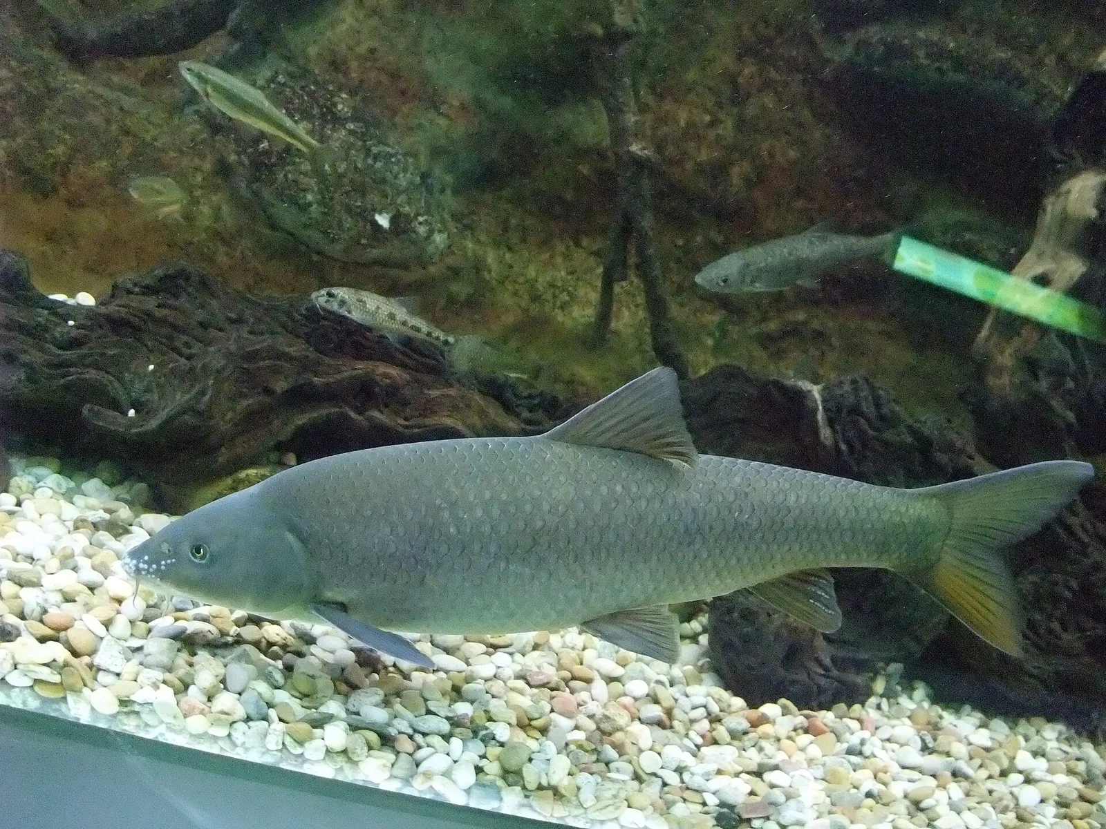 Iberian barbel (Luciobarbus bocagei)