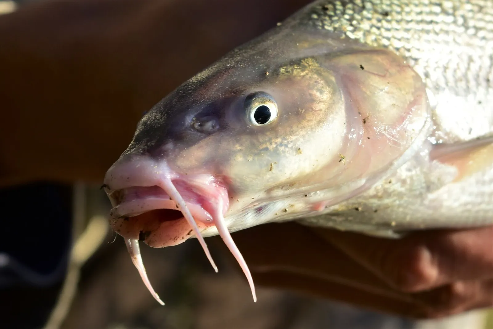Aral barbel (Luciobarbus brachycephalus)