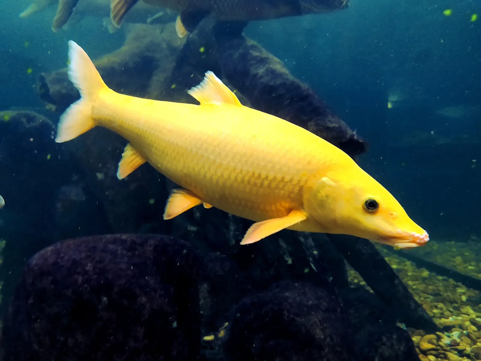 Iberian barbel (Luciobarbus comizo)