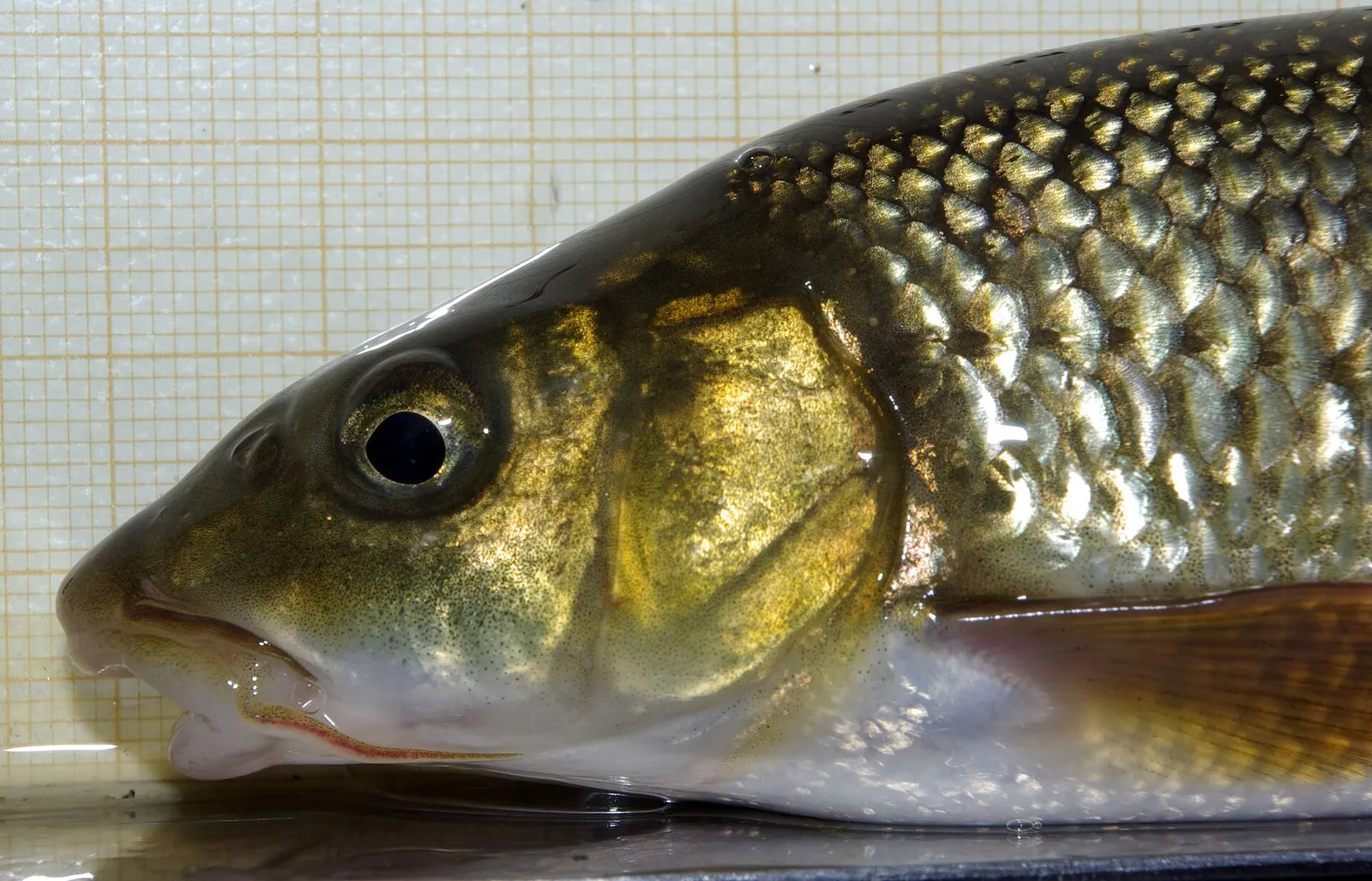 Ebro barbel (Luciobarbus graellsii)