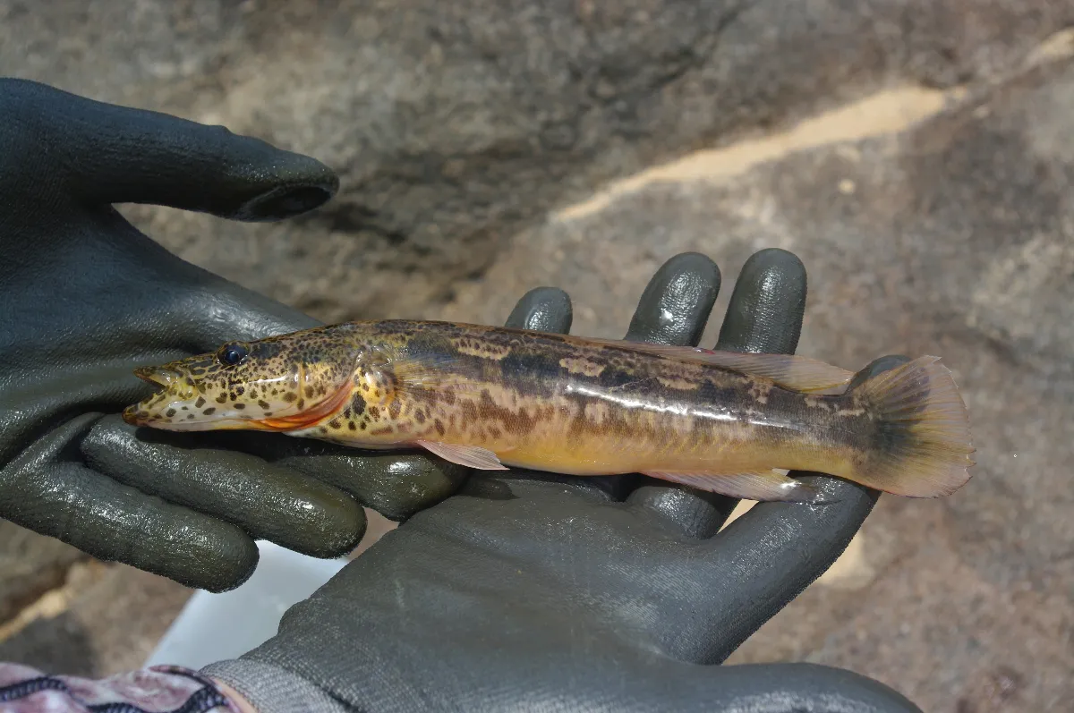 Lugubria percna