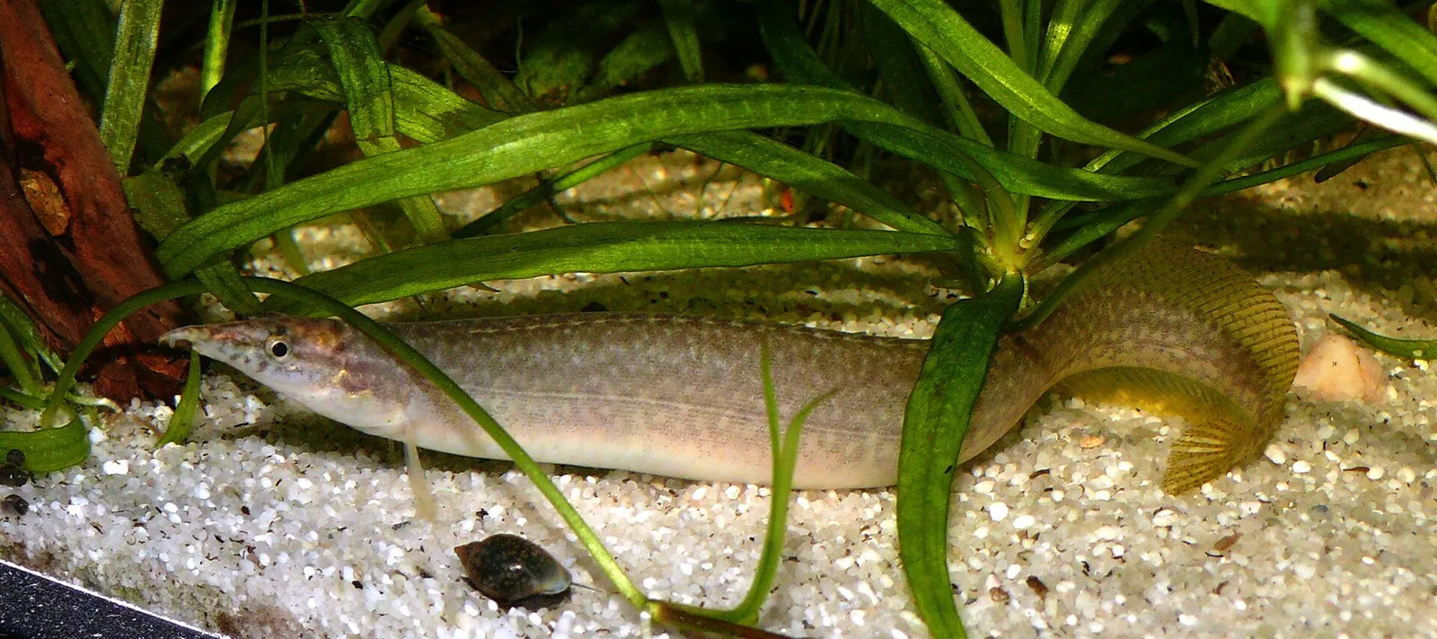 Barred spiny eel (Macrognathus pancalus)