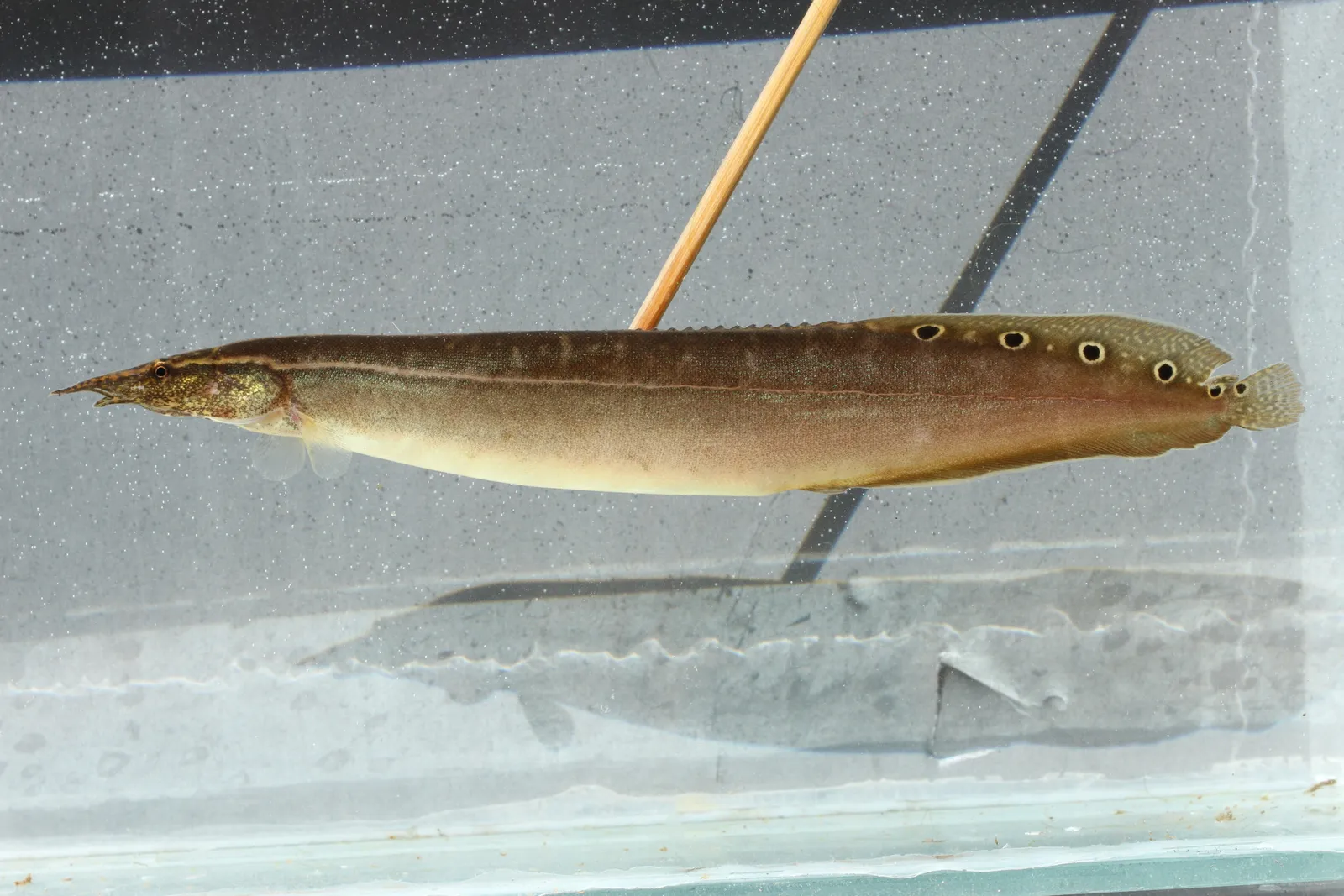 Peacock eel (Macrognathus siamensis)
