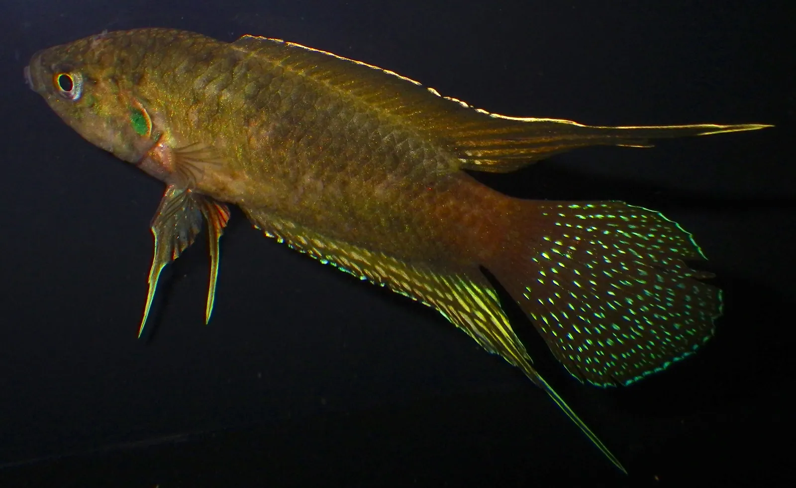 Round-tail paradisefish (Macropodus ocellatus)