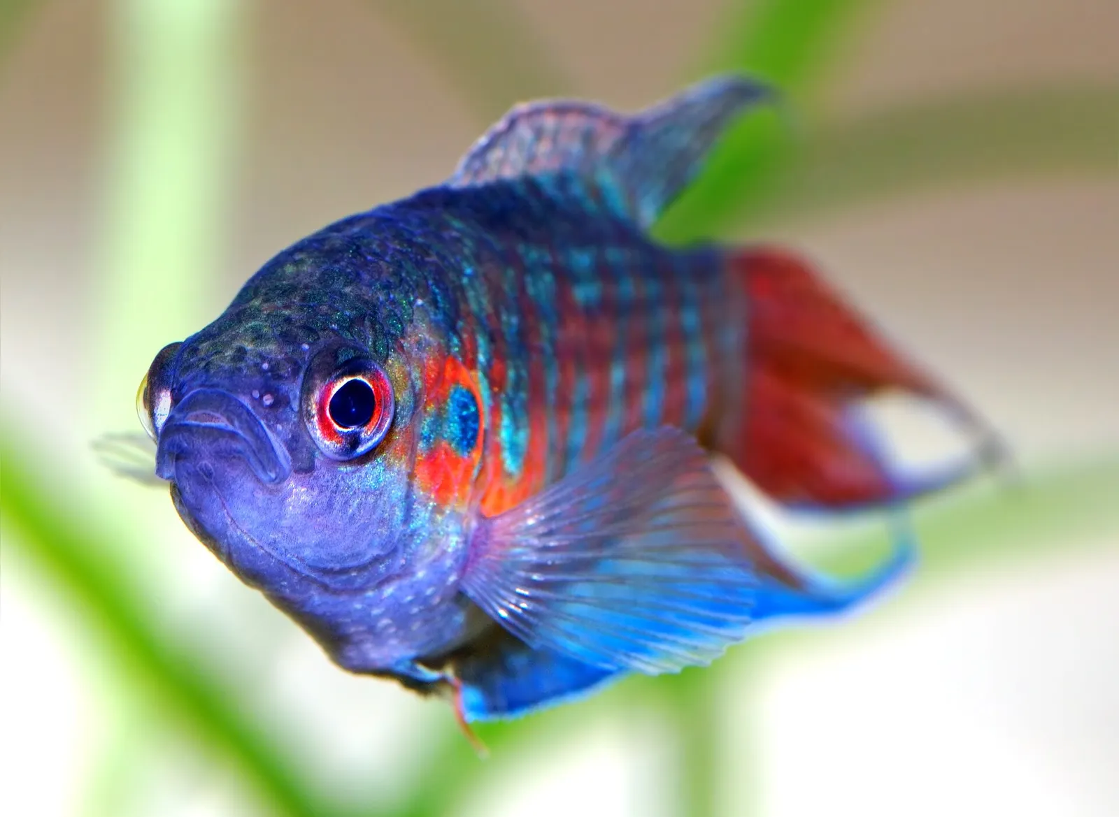 Paradise fish (Macropodus opercularis)