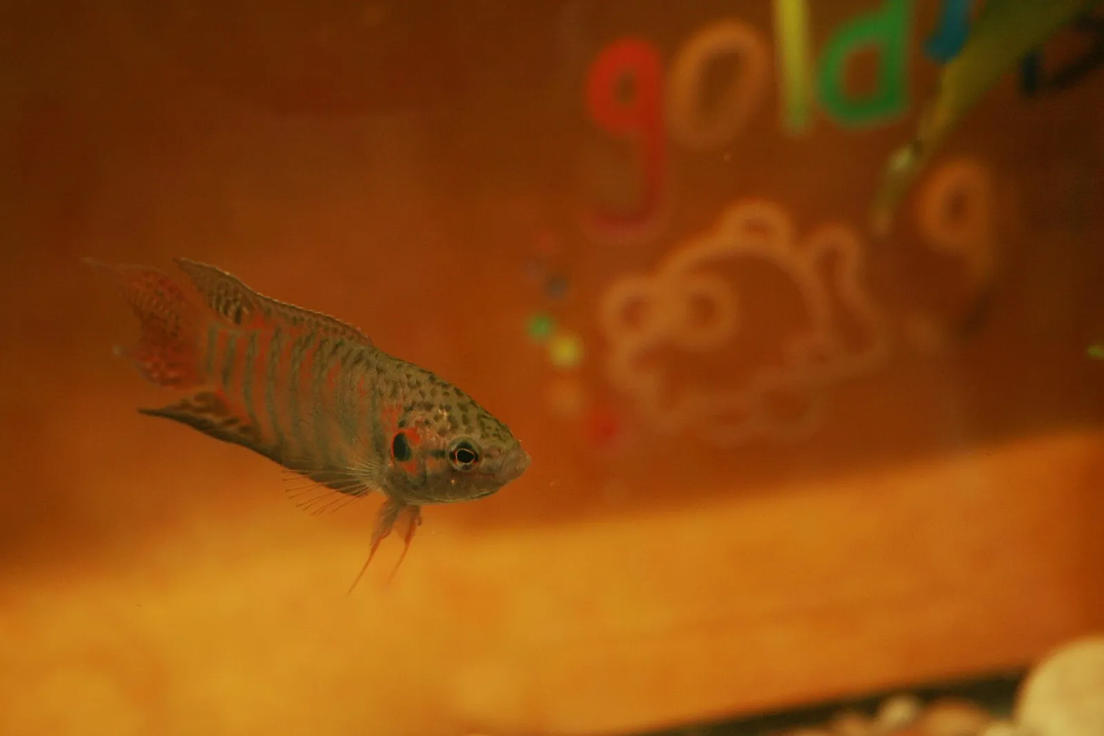 Paradise fish (Macropodus opercularis)