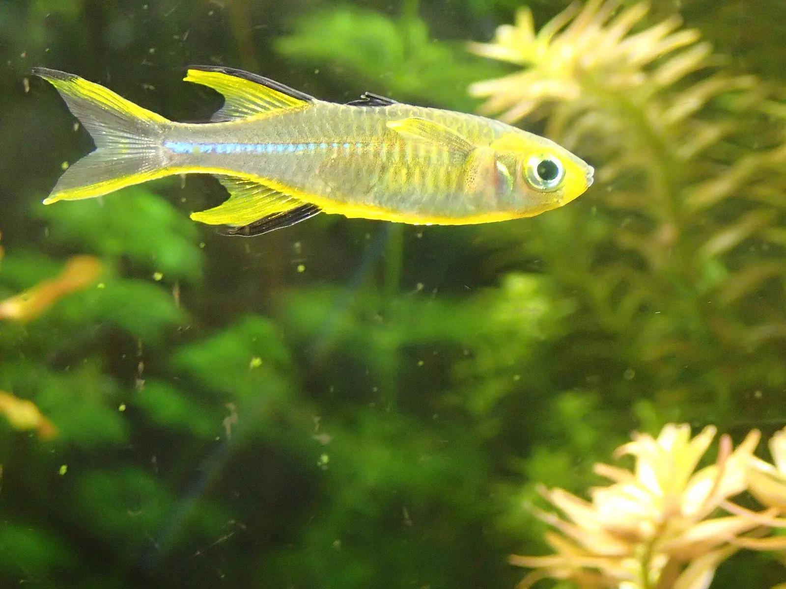 Celebes Rainbowfish (Marosatherina ladigesi)
