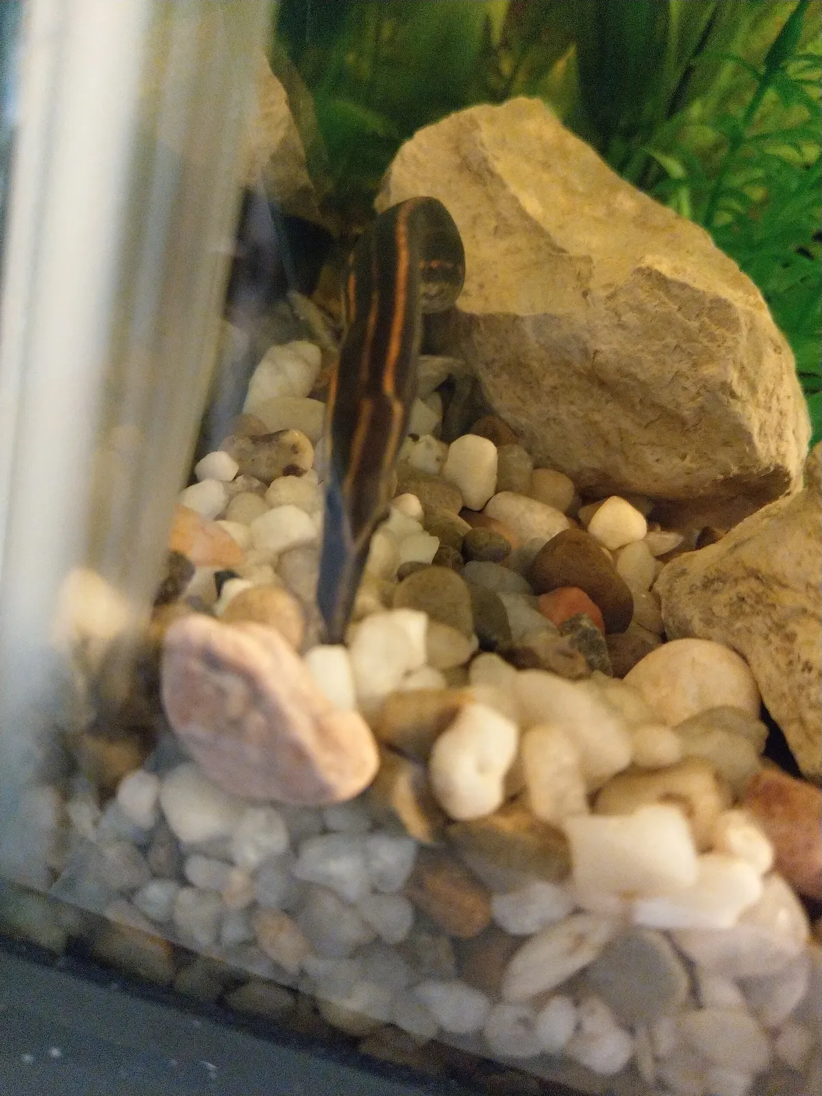 Fire eel (Mastacembelus erythrotaenia)