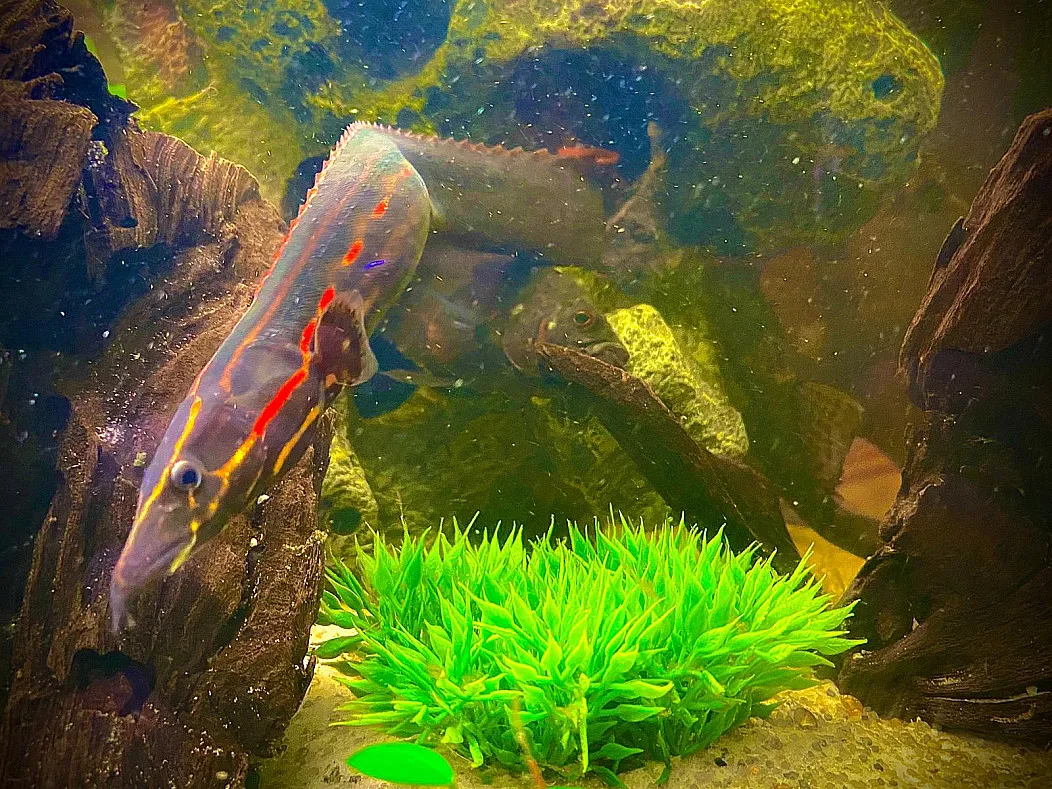 Fire eel (Mastacembelus erythrotaenia)