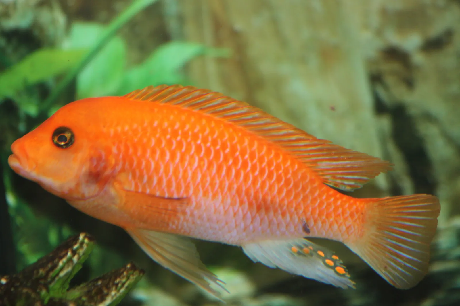 Red zebra (Maylandia estherae)