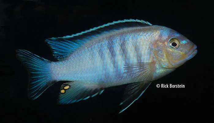 Metriaclima flavifemena Male