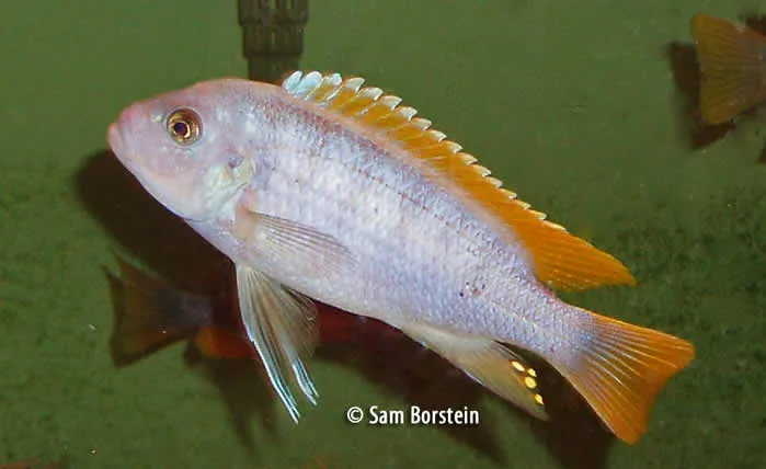 Metriaclima greshakei