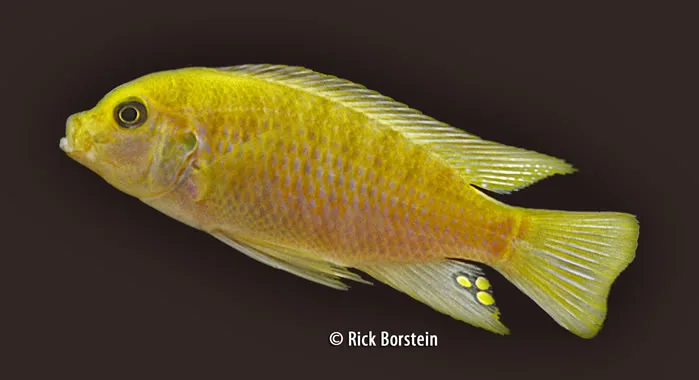 Metriaclima sp.