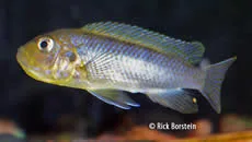 Metriaclima sp.